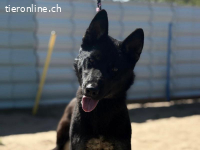 Roxan-2, liebe, freundliche und muntere Hündin