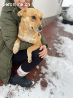 Rozi - ein zutrauliches, ruhiges Seelchen