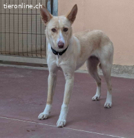 Rubia, w./kastr., geb. 01/2025, Größe: ca. 44 cm/10 kg