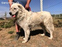 Rudi-9,  freundlicher, aufmerksamer und toller Kerl