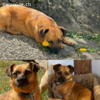 Ruhiges Zuhause für Mischa gesucht