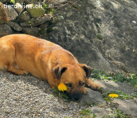 Ruhiges Zuhause für Mischa gesucht