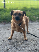 Ruhiges Zuhause für Mischa gesucht