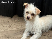 Rukkola, lieb, lebensfroh, aufgestellt und dankbar