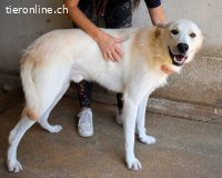 Rurik - das geheime Feuerwerk