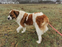 Ruslan, liebevoller, friedlicher und menschenbezogener Rüde