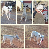 Sabina, männlich, kastr., geb. 2019 Größe: ca. 48 cm