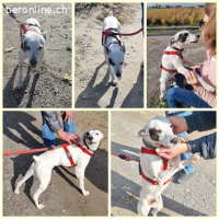 Sabina, männlich, kastr., geb. 2019 Größe: ca. 48 cm