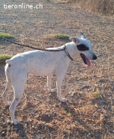 Sabina, männlich, kastr., geb. 2019 Größe: ca. 48 cm