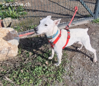 Sabina, männlich, kastr., geb. 2019 Größe: ca. 48 cm