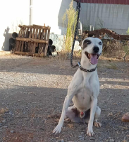 Sabina, männlich, kastr., geb. 2019 Größe: ca. 48 cm