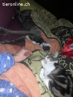 Saica, w./kastr., geb. 04/2025