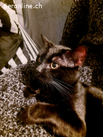 Salem, m./kastr., geb.ca. 10/2024