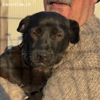 Salsa sucht ihr neues Zuhause