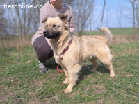 SAMANTA, aufmerksame Mischlingshündin, ca. 2 Jahre, 42cm, 13