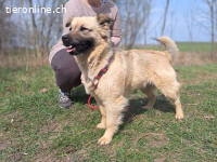 SAMANTA, aufmerksame Mischlingshündin, ca. 2 Jahre, 42cm, 13