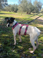 Samba, w./kastr., geb. ca. 01/2023, Grösse: ca. 40 cm/6,5kg