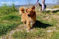 Samu (1-2 Jahre) sucht seinen Menschen
