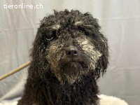 Samu-5, lieber, freundlicher und netter Bursche