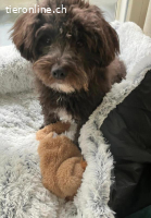 Samy 1 Jahr super lieb sehr aktiv 33 cm