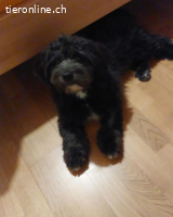Samy 1 Jahr super lieb sehr aktiv 33 cm