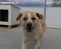 Sanfter Lester, unser kleines Erdmännchen sucht sein Glück 