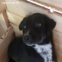 Sansa – Sanfte Seele sucht den Weg ins Glück