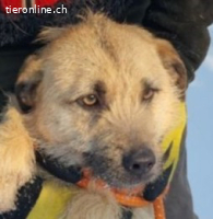 Sara musste im Tierheim große werden