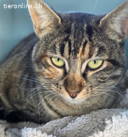 Sasha – eine kleine Diva mit grossem Herzen und Sehnsucht