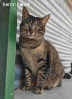 Sasha – eine kleine Diva mit grossem Herzen und Sehnsucht