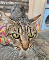 Sasha – eine kleine Diva mit grossem Herzen und Sehnsucht