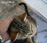 Sasha – eine kleine Diva mit grossem Herzen und Sehnsucht