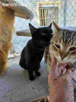 Sasha – eine kleine Diva mit grossem Herzen und Sehnsucht