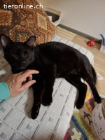 Schmuser Mikel,tapferer Momo (blind) Knt JU, einzeln möglich