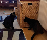 Schmuser Mikel,tapferer Momo (blind) Knt JU, einzeln möglich