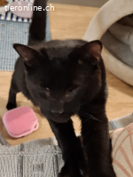 Schmuser Mikel,tapferer Momo (blind) Knt JU, einzeln möglich