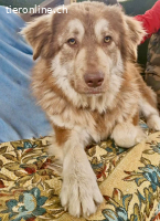 Schönheit Ilvy, verschmuste Hündin sucht ihre Menschen