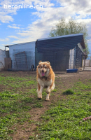 Schönheit Ilvy, verschmuste Hündin sucht ihre Menschen