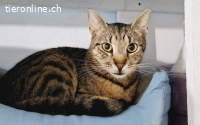 Schüchterner Freddy sucht geduldiges Zuhause