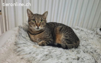 Schüchterner Freddy sucht geduldiges Zuhause
