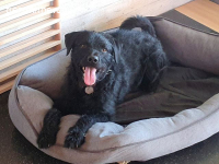 SCOTTY, aktiver Mixrüde,ca.3J.,55cm,*PS 82216 in Gernlinden*