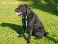 SCOTTY, aktiver Mixrüde,ca.3J.,55cm,*PS 82216 in Gernlinden*