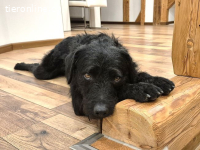 SCOTTY, aktiver Mixrüde,ca.3J.,55cm,*PS 82216 in Gernlinden*