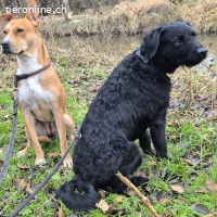 SCOTTY, aktiver Mixrüde,ca.3J.,55cm,*PS 82216 in Gernlinden*