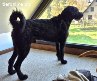 SCOTTY, aktiver Mixrüde,ca.3J.,55cm,*PS 82216 in Gernlinden*