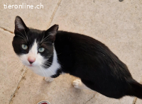 SCOUT - FOLGT DEN MENSCHEN WIE EIN TREUER HUND