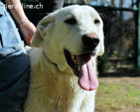 Scoutie - wartet auf dich !