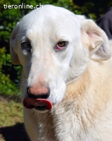 Scoutie - wartet auf dich !