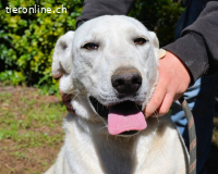 Scrubby - bitte schau nicht weg....