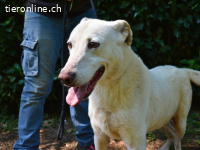 Sean - das Piepsen hinter den Gittern...